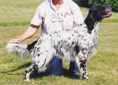 Setter Anglais IDO DE LA MAZORRA dit IRUN Setter Anglais IDO DE LA MAZORRA dit IRUN